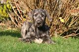 IRISH WOLFHOUND 407